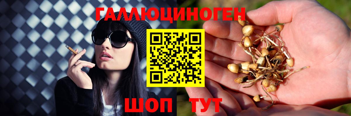 Псилоцибиновые грибы Psilocybe  как найти закладки  Петровск  Вход с VPN 